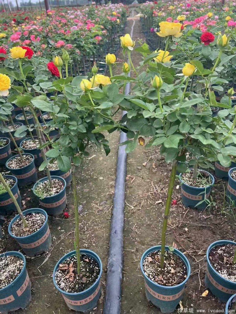 月季樹樹樁月季 月季樹樹樁月季