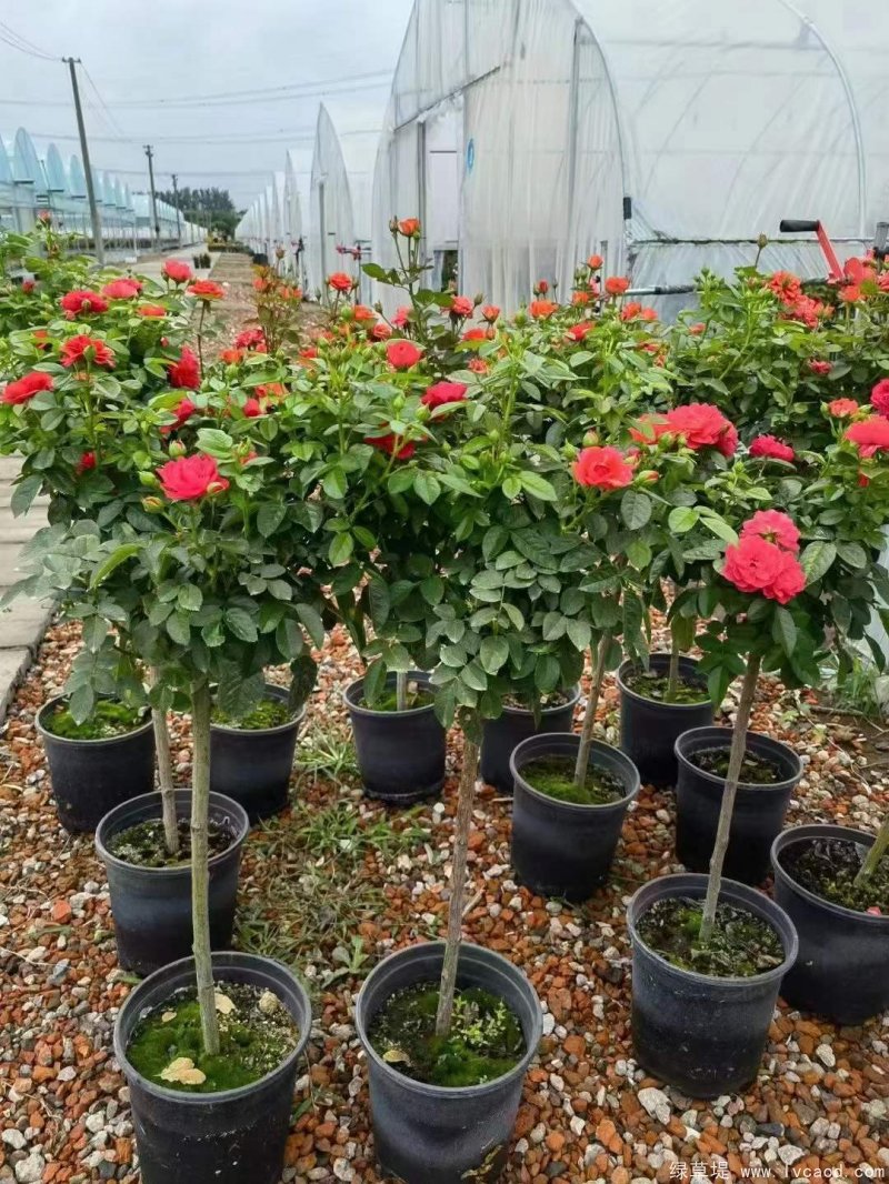 月季樹樹樁月季 月季樹樹樁月季