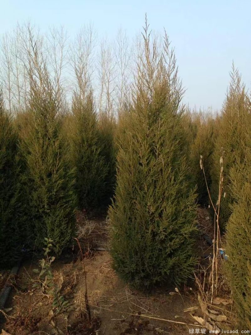 鉛筆柏圖片鉛筆柏基地實拍 鉛筆柏圖片鉛筆柏基地實拍