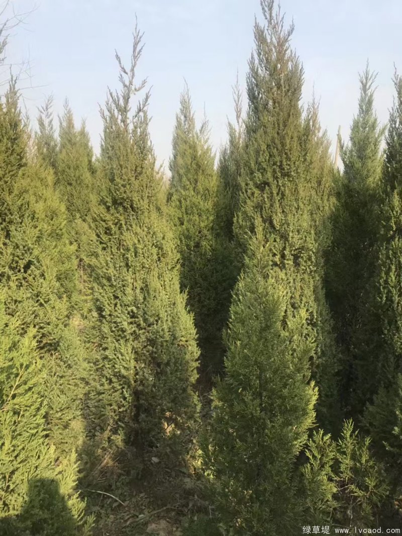 鉛筆柏圖片鉛筆柏基地實拍 鉛筆柏圖片鉛筆柏基地實拍