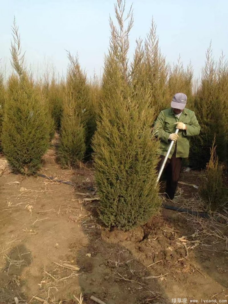 鉛筆柏圖片鉛筆柏基地實拍 鉛筆柏圖片鉛筆柏基地實拍