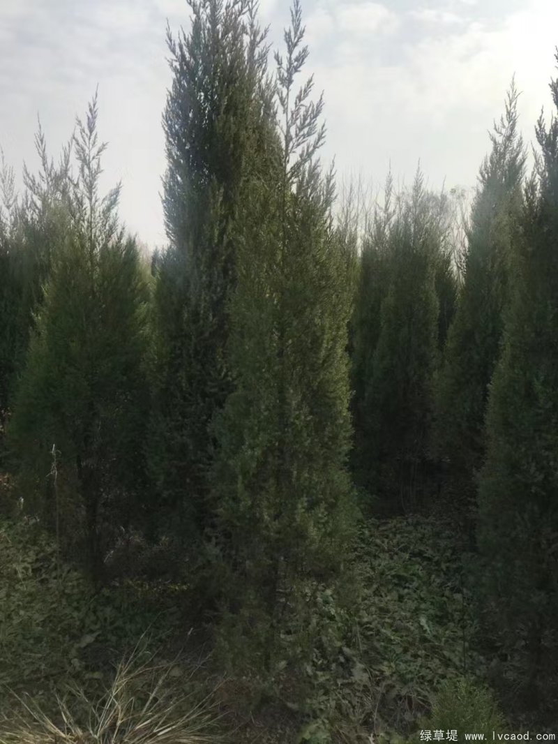 鉛筆柏圖片鉛筆柏基地實拍 鉛筆柏圖片鉛筆柏基地實拍