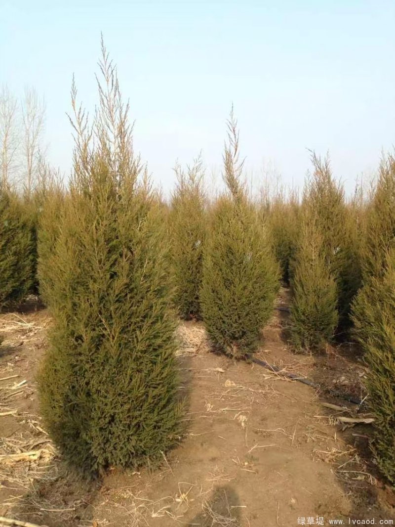 鉛筆柏圖片鉛筆柏基地實拍 鉛筆柏圖片鉛筆柏基地實拍