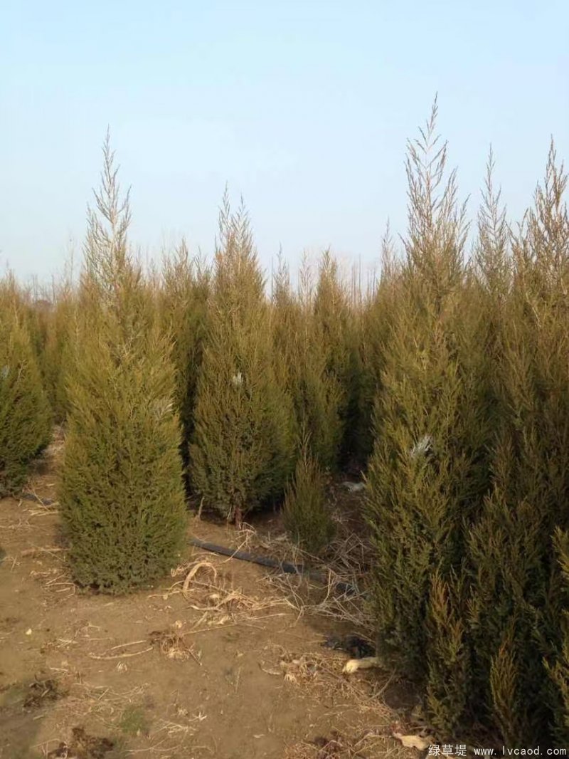 鉛筆柏圖片鉛筆柏基地實拍 鉛筆柏圖片鉛筆柏基地實拍