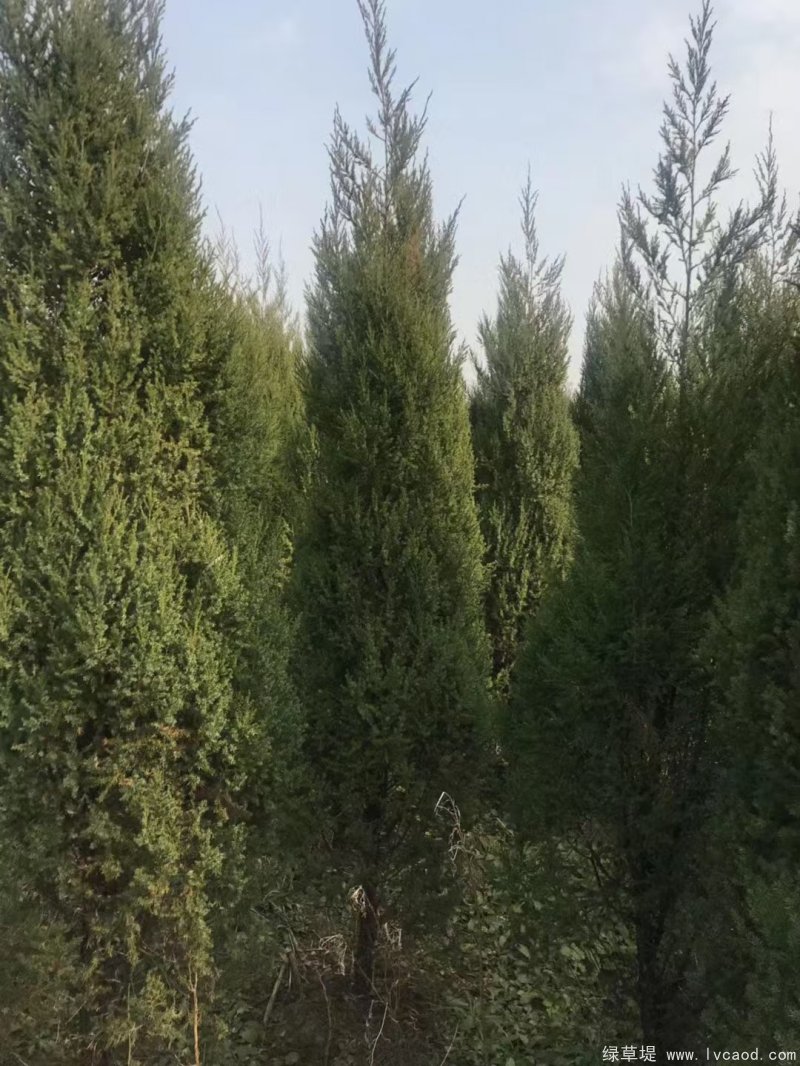 鉛筆柏圖片鉛筆柏基地實拍 鉛筆柏圖片鉛筆柏基地實拍