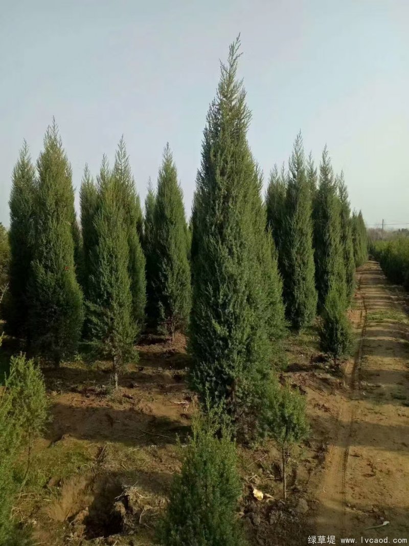 鉛筆柏圖片鉛筆柏基地實拍 鉛筆柏圖片鉛筆柏基地實拍