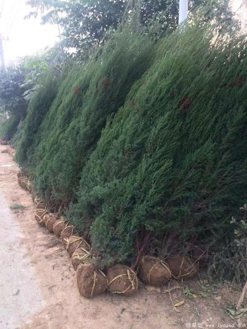 鉛筆柏圖片鉛筆柏基地實拍 鉛筆柏圖片鉛筆柏基地實拍