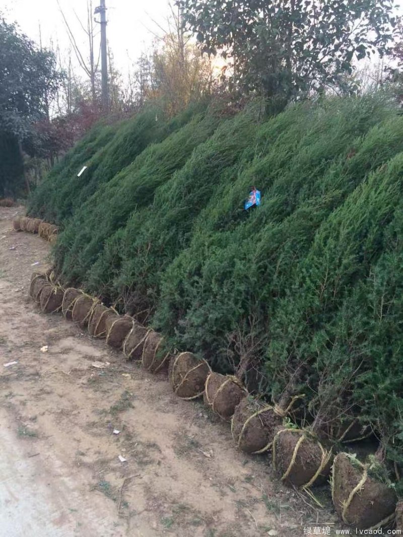 鉛筆柏圖片鉛筆柏基地實拍 鉛筆柏圖片鉛筆柏基地實拍