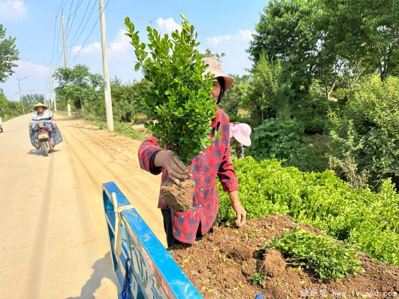 小葉黃楊 小葉黃楊