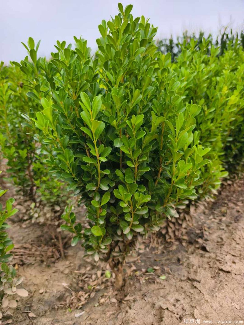 小葉黃楊 小葉黃楊