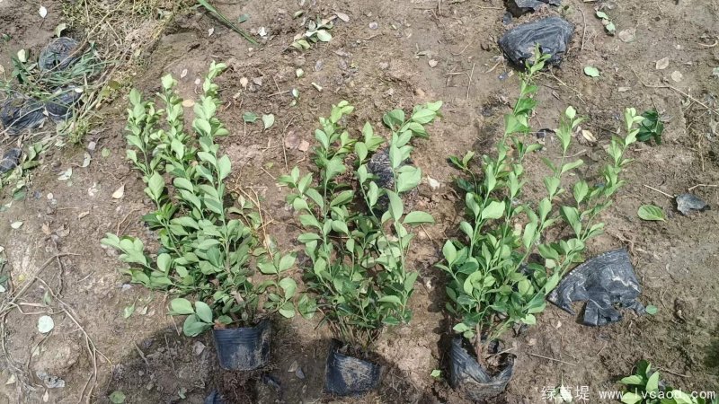 衛(wèi)矛苗大杯容器苗盆栽 衛(wèi)矛苗大杯容器苗盆栽