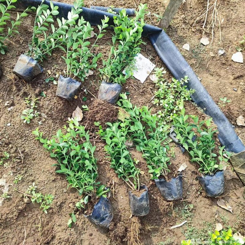 衛(wèi)矛苗大杯容器苗盆栽 衛(wèi)矛苗大杯容器苗盆栽