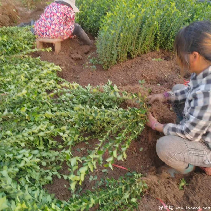 衛(wèi)矛苗裸根地栽苗 衛(wèi)矛苗裸根地栽苗