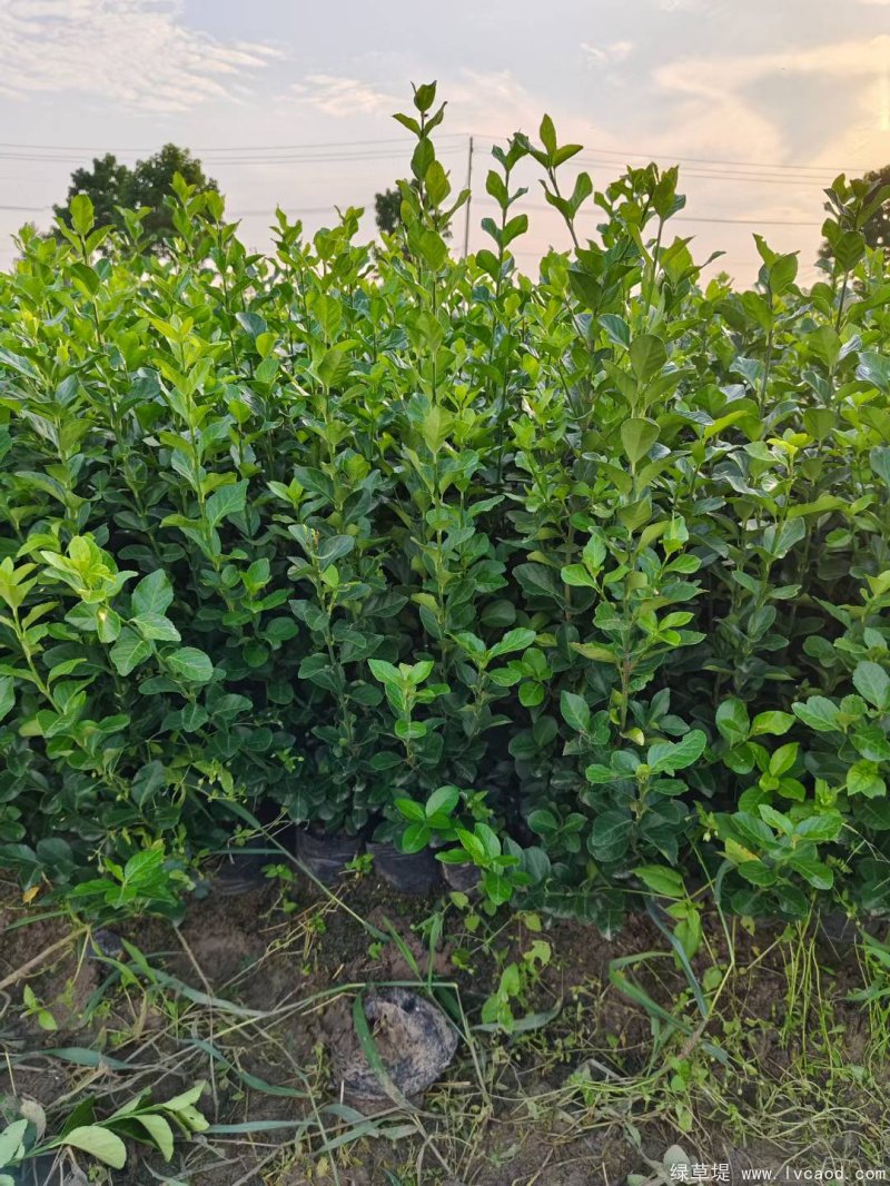 衛(wèi)矛苗大杯容器苗盆栽 衛(wèi)矛苗大杯容器苗盆栽