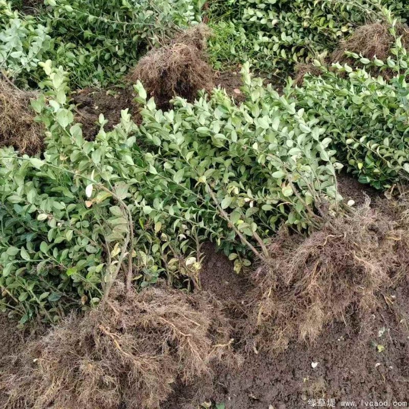 衛(wèi)矛苗裸根地栽苗 衛(wèi)矛苗裸根地栽苗