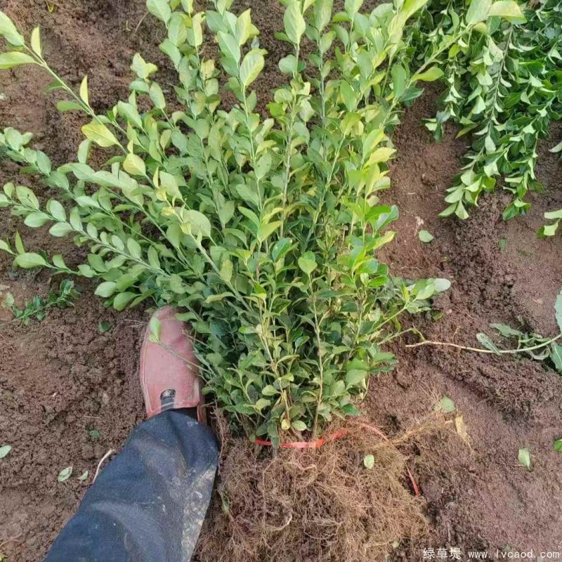 衛(wèi)矛苗裸根地栽苗 衛(wèi)矛苗裸根地栽苗