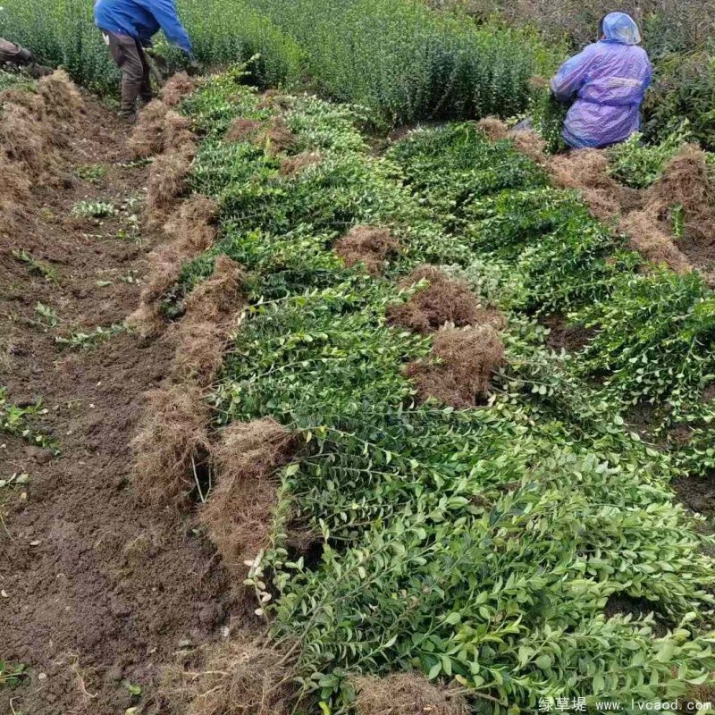 衛(wèi)矛苗裸根地栽苗 衛(wèi)矛苗裸根地栽苗