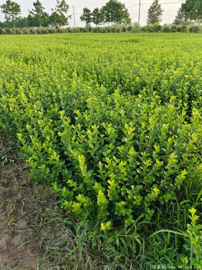 衛(wèi)矛苗大杯容器苗盆栽 衛(wèi)矛苗大杯容器苗盆栽