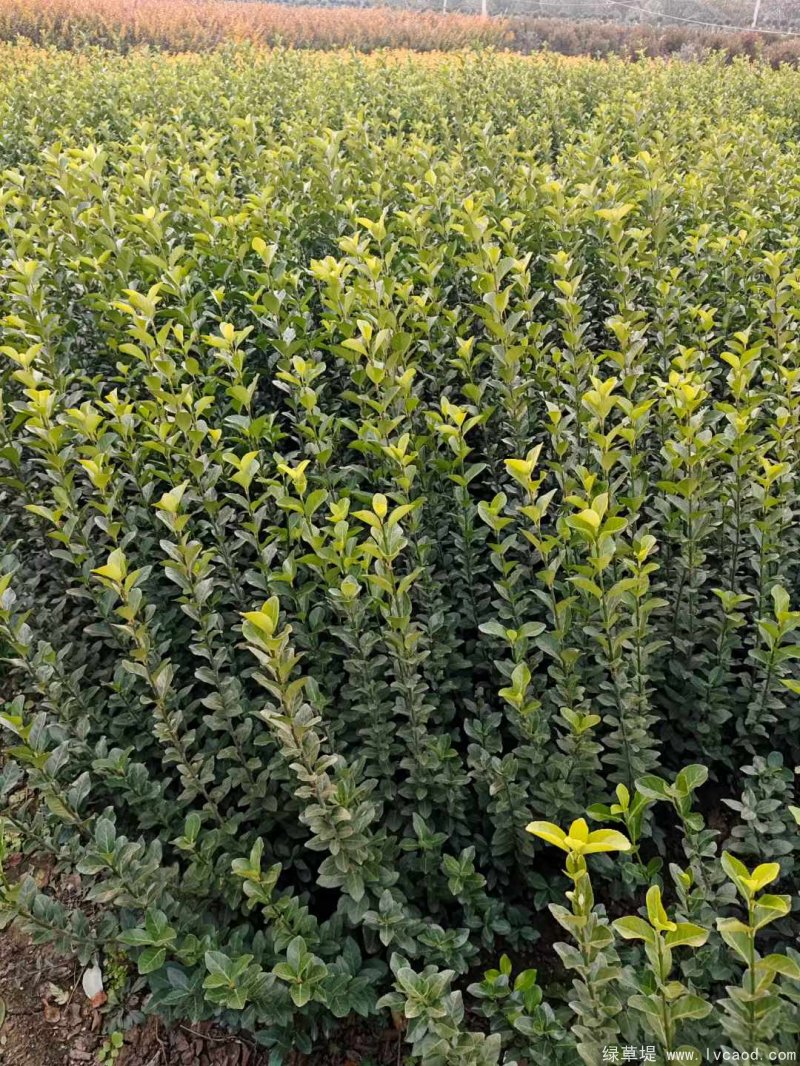 衛(wèi)矛苗裸根地栽苗 衛(wèi)矛苗裸根地栽苗