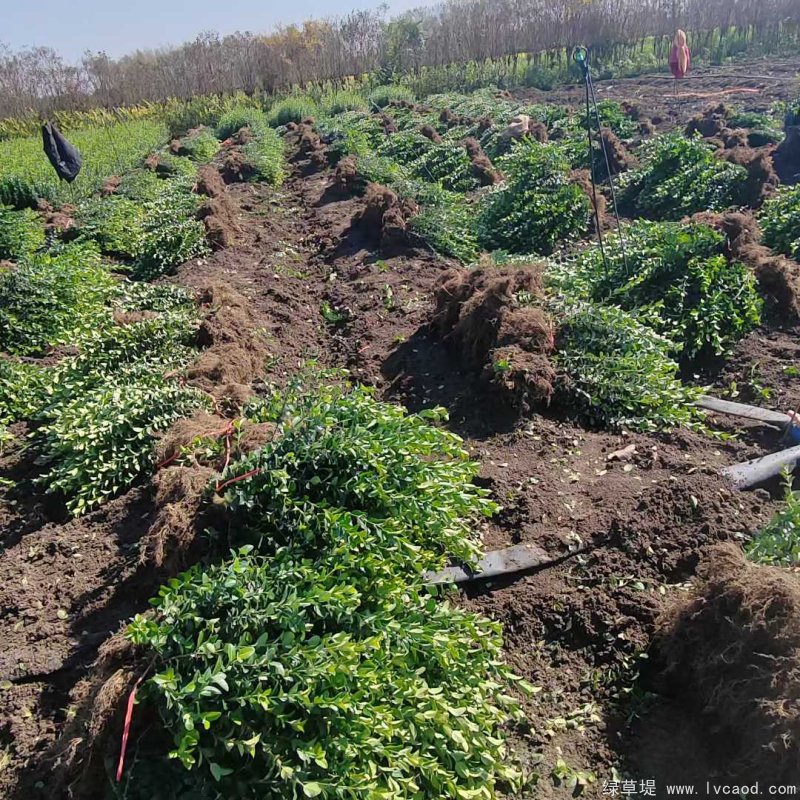 衛(wèi)矛苗裸根地栽苗 衛(wèi)矛苗裸根地栽苗