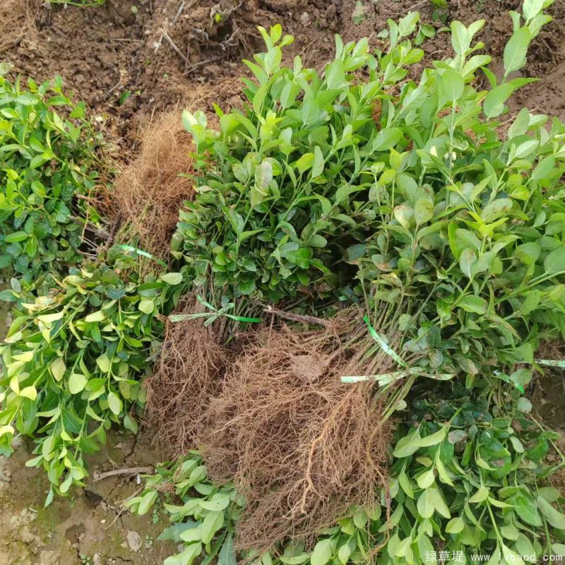 衛(wèi)矛苗裸根幼苗床苗 衛(wèi)矛苗裸根幼苗床苗