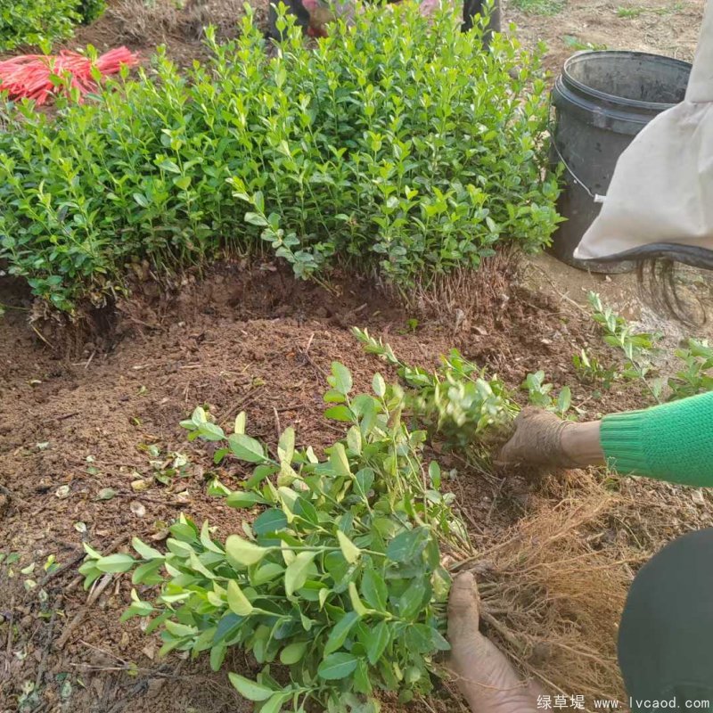 衛(wèi)矛苗裸根幼苗床苗 衛(wèi)矛苗裸根幼苗床苗