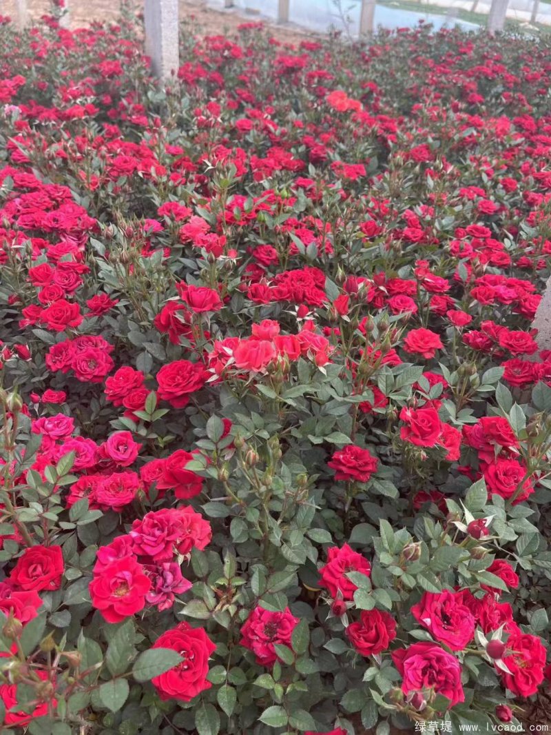 微型月季鉆石月季 微型月季鉆石月季