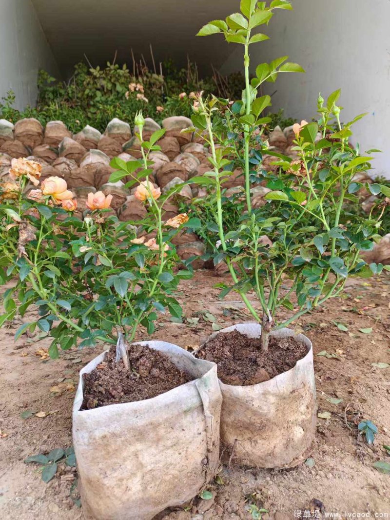 微型月季鉆石月季 微型月季鉆石月季