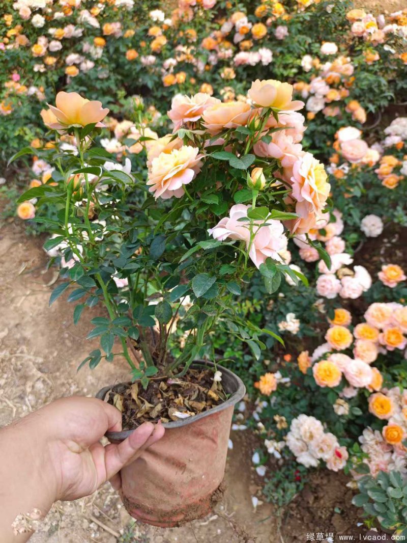 微型月季鉆石月季 微型月季鉆石月季