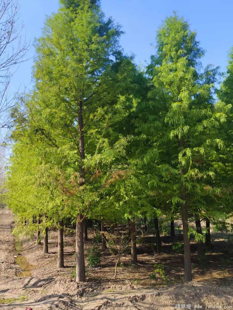 水杉樹落葉喬木行道樹 水杉樹落葉喬木行道樹
