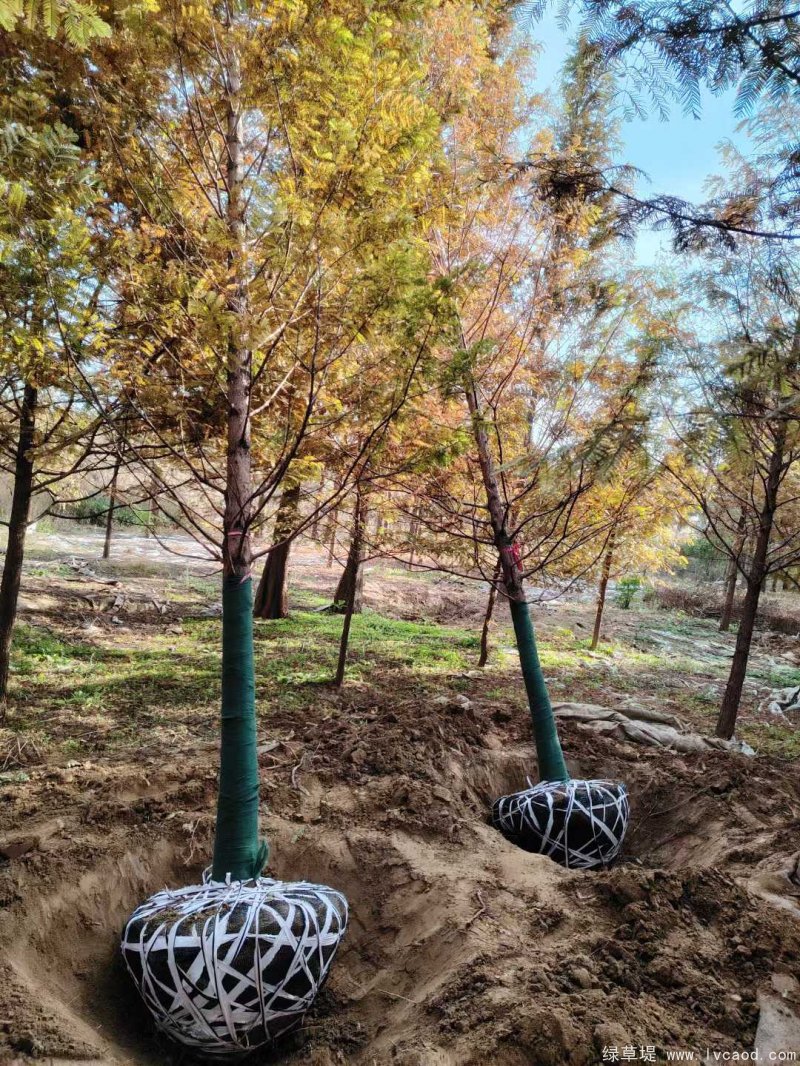 水杉樹落葉喬木行道樹 水杉樹落葉喬木行道樹