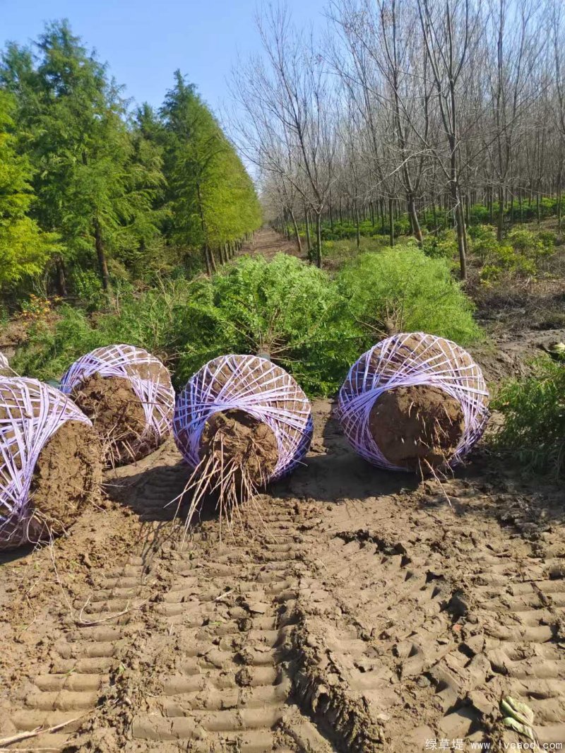 水杉樹落葉喬木行道樹 水杉樹落葉喬木行道樹