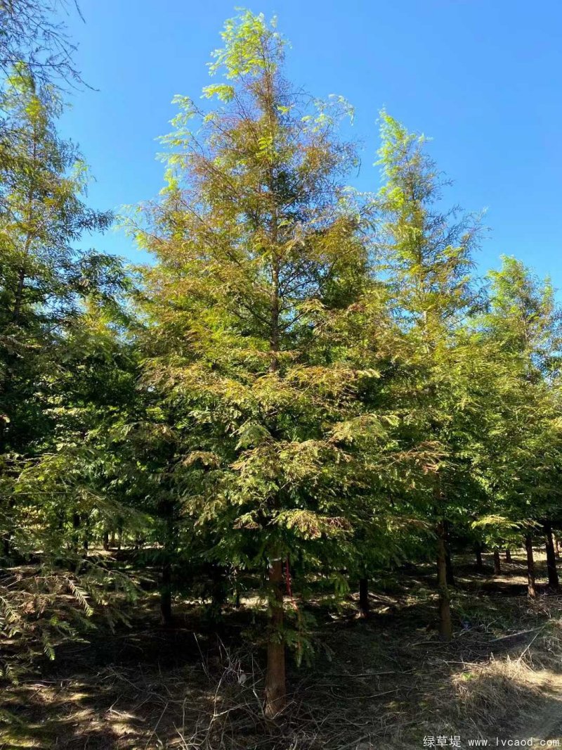 水杉樹落葉喬木行道樹 水杉樹落葉喬木行道樹