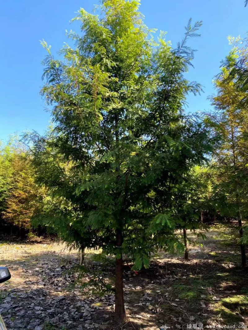 水杉樹落葉喬木行道樹 水杉樹落葉喬木行道樹