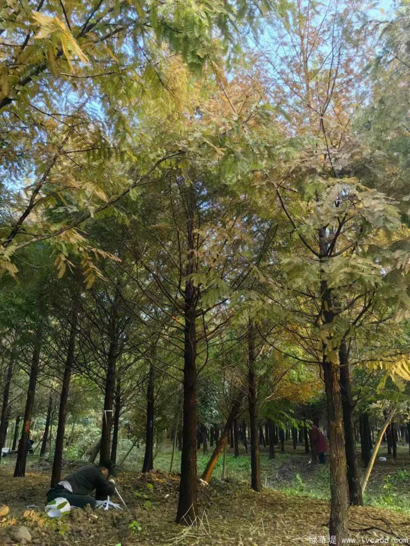 水杉樹落葉喬木行道樹 水杉樹落葉喬木行道樹