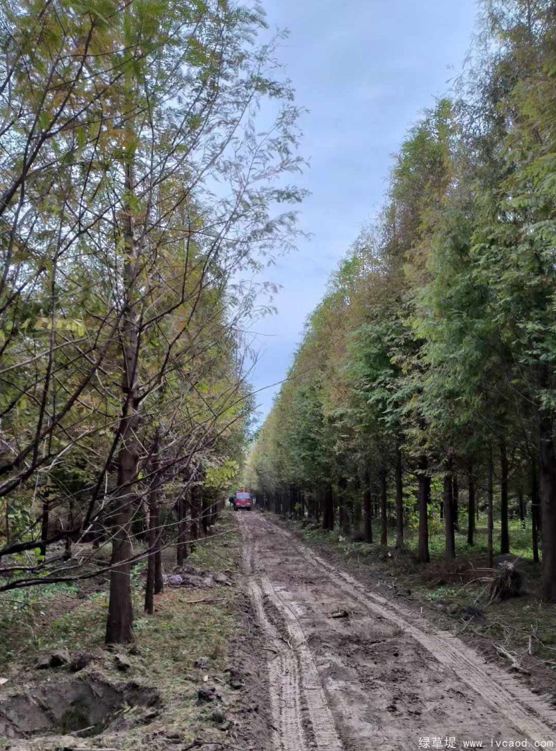 水杉樹落葉喬木行道樹 水杉樹落葉喬木行道樹