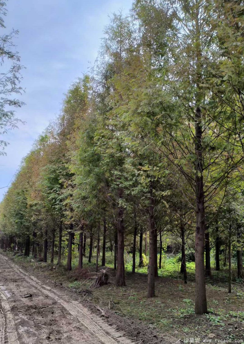 水杉樹落葉喬木行道樹 水杉樹落葉喬木行道樹