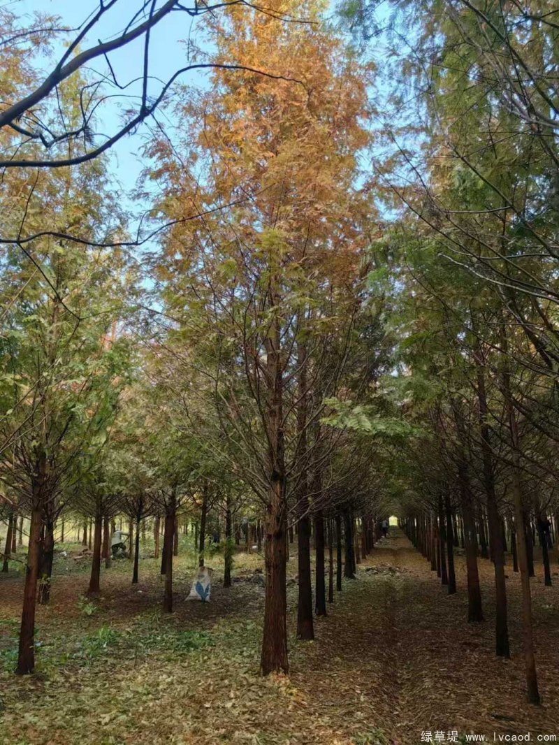 水杉樹落葉喬木行道樹 水杉樹落葉喬木行道樹