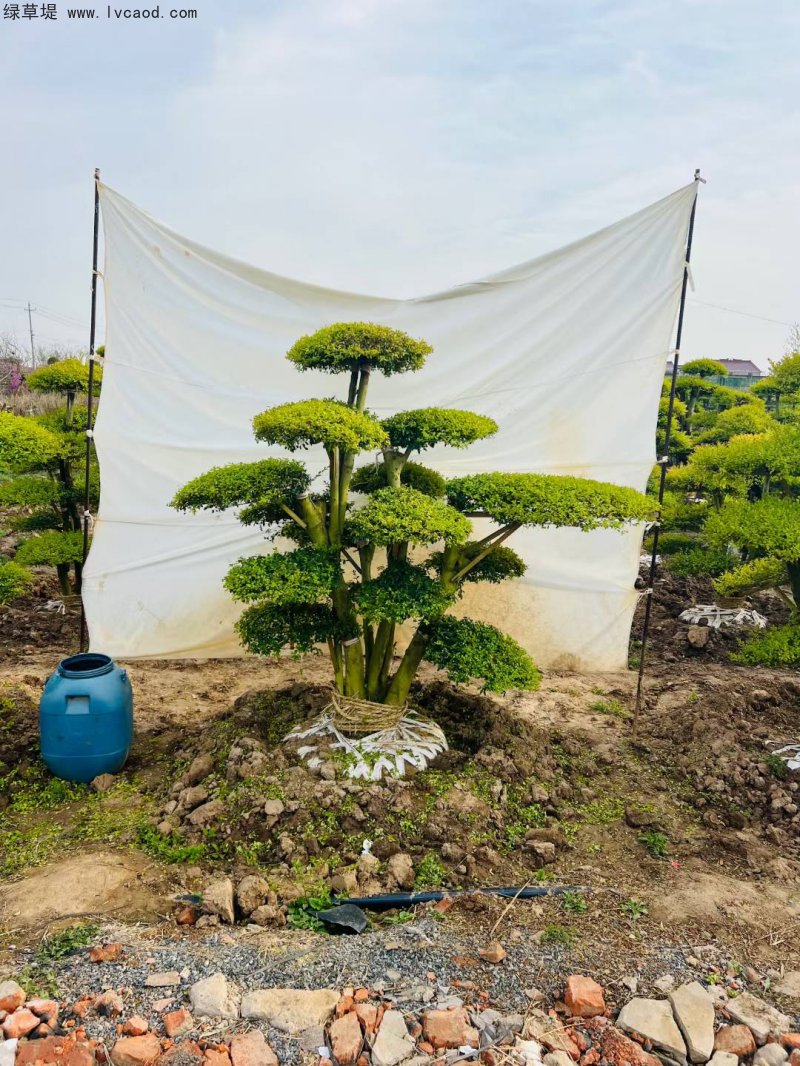 對(duì)節(jié)白蠟盆景樹樁造型樹 對(duì)節(jié)白蠟盆景樹樁造型樹