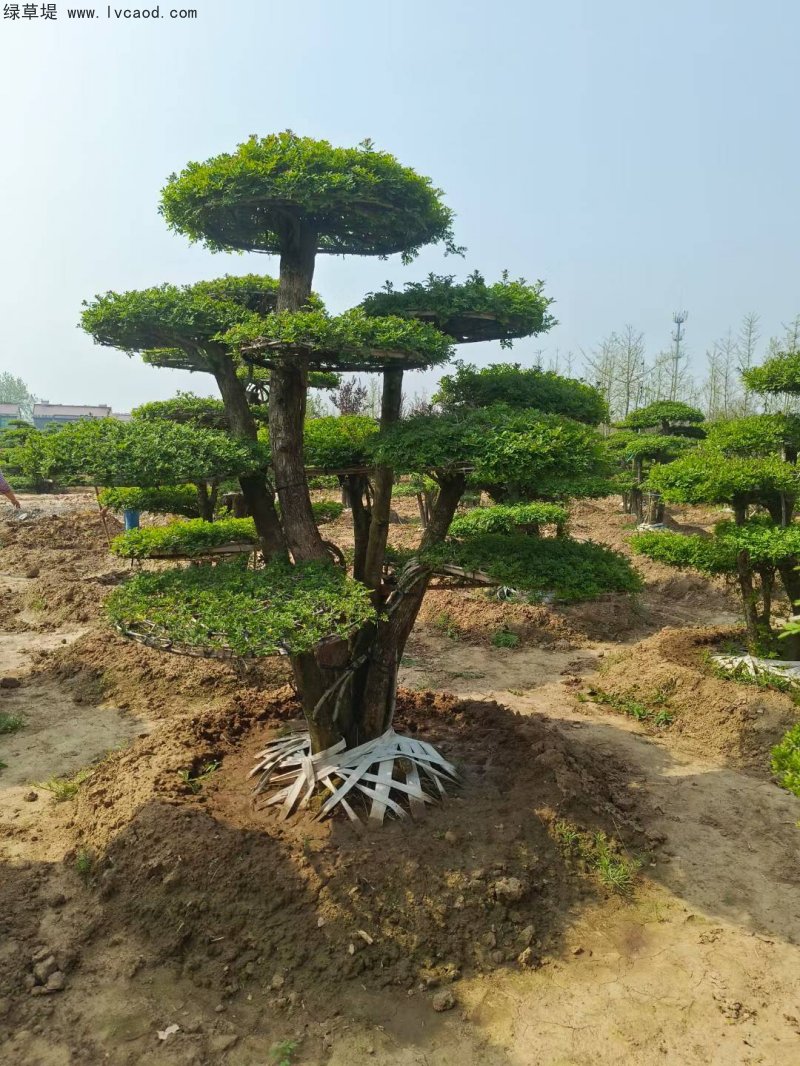 對(duì)節(jié)白蠟盆景樹樁造型樹 對(duì)節(jié)白蠟盆景樹樁造型樹