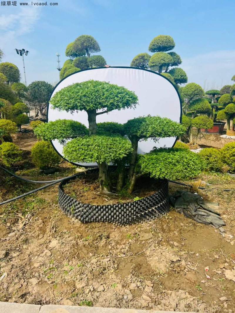 對(duì)節(jié)白蠟盆景樹樁造型樹 對(duì)節(jié)白蠟盆景樹樁造型樹