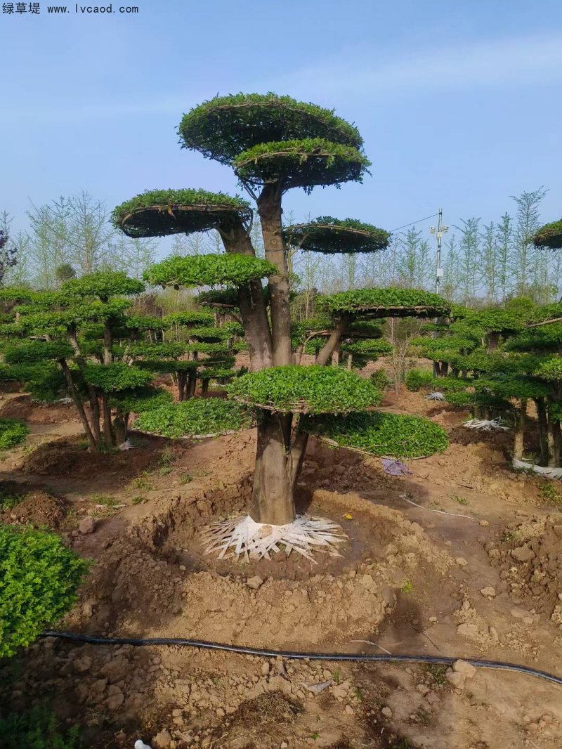 對(duì)節(jié)白蠟盆景樹樁造型樹 對(duì)節(jié)白蠟盆景樹樁造型樹