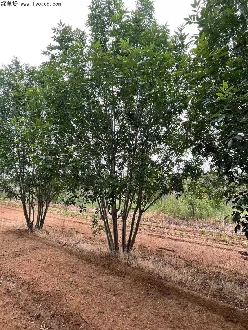 叢生白蠟落葉大喬木