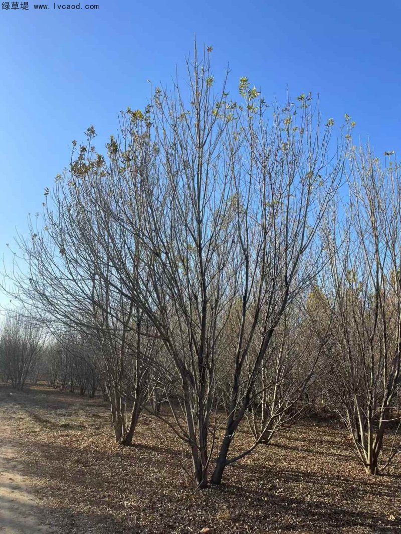 叢生白蠟落葉大喬木
