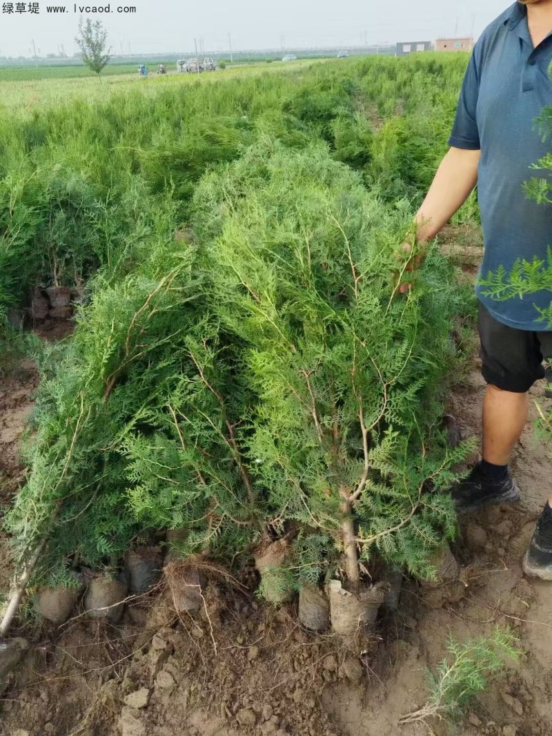 側(cè)柏苗杯苗袋苗容器苗