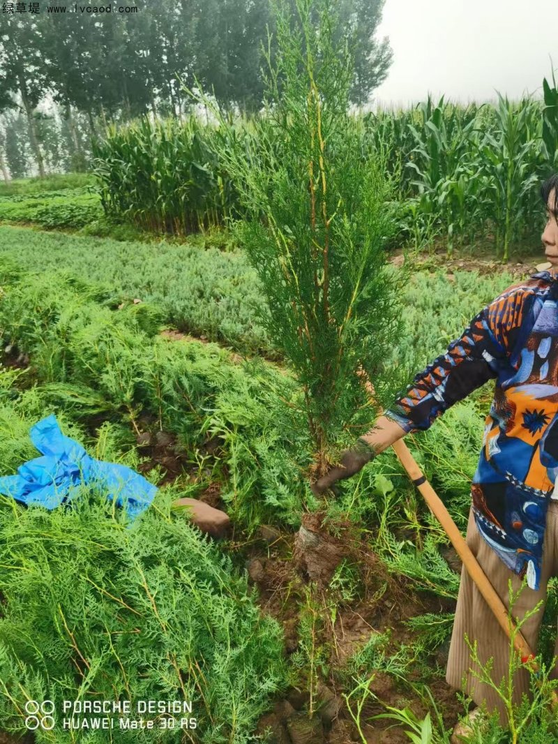 側(cè)柏苗杯苗袋苗容器苗
