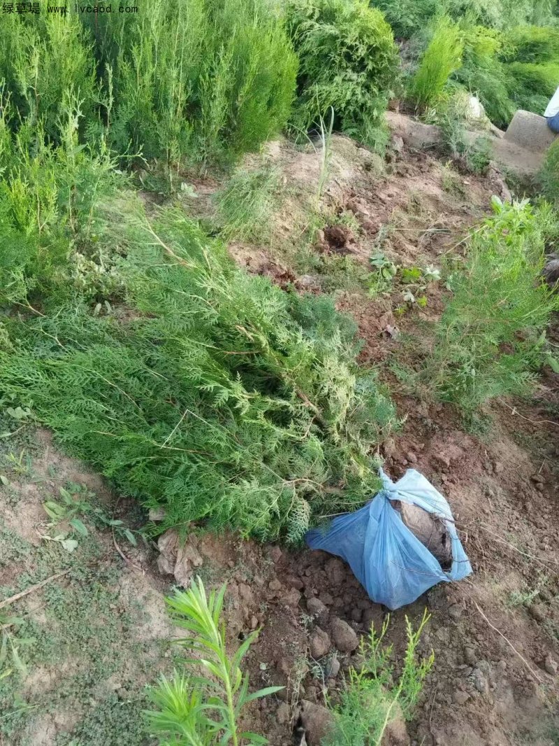 側(cè)柏苗杯苗袋苗容器苗