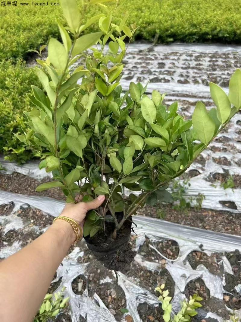 金森女貞 金森女貞