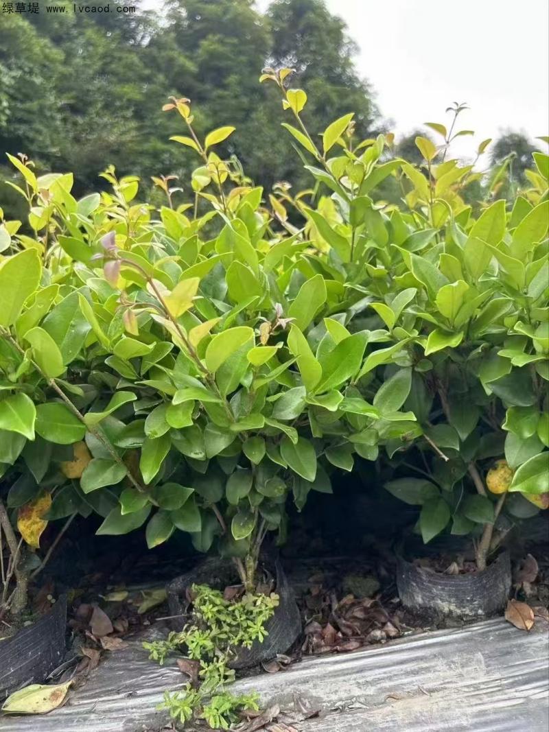 金森女貞 金森女貞