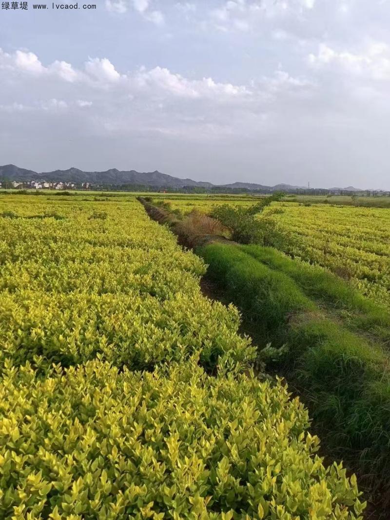 金森女貞 金森女貞